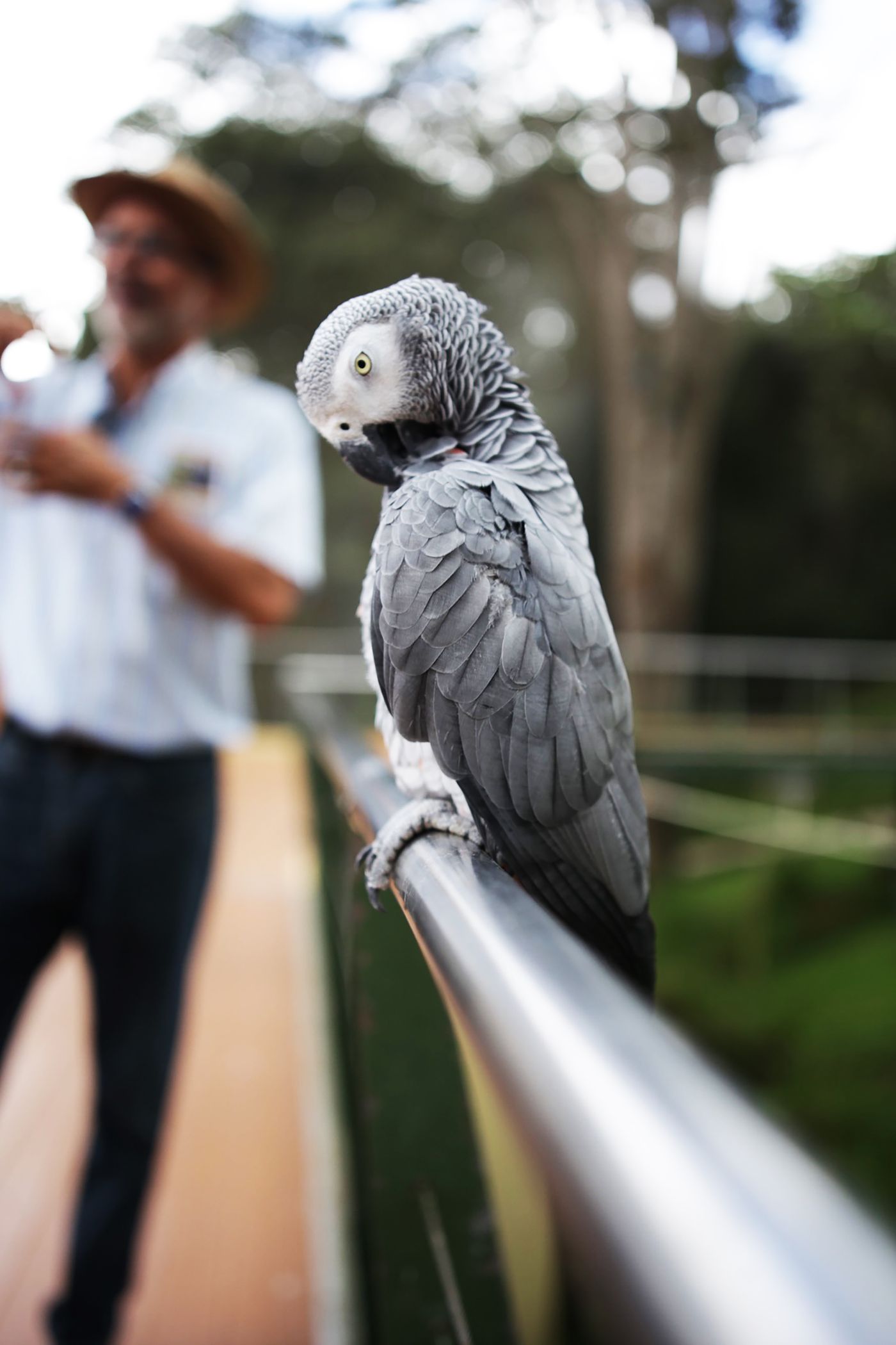 African grey parrot perched calmly outdoors
