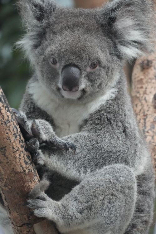 Free Close-up of a cute koala sitting on a tree branch in a natural habitat. Stock Photo