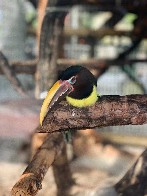 Free stock photo of bird, colorful, florida