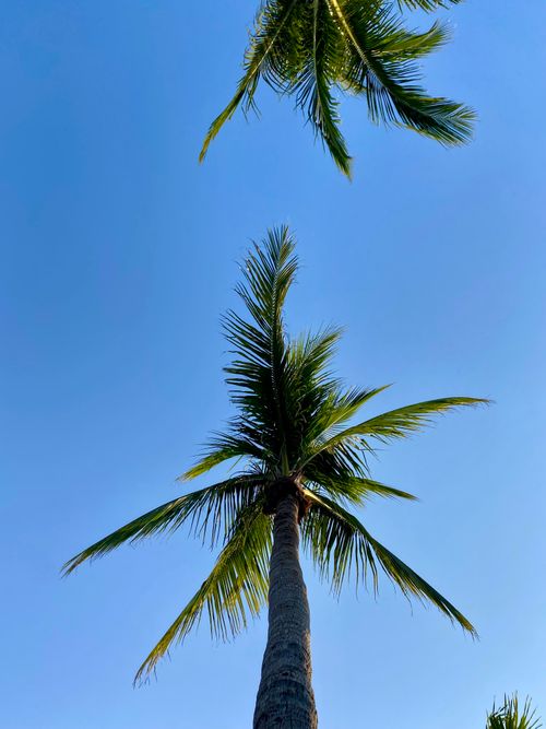 Free View of tall palm trees reaching towards a clear blue sky, captured from below. Stock Photo