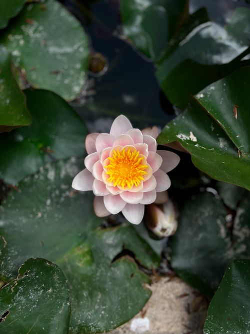 Free Close-up of a blooming water lily with vibrant petals and lush green leaves in a Coimbra pond. Stock Photo