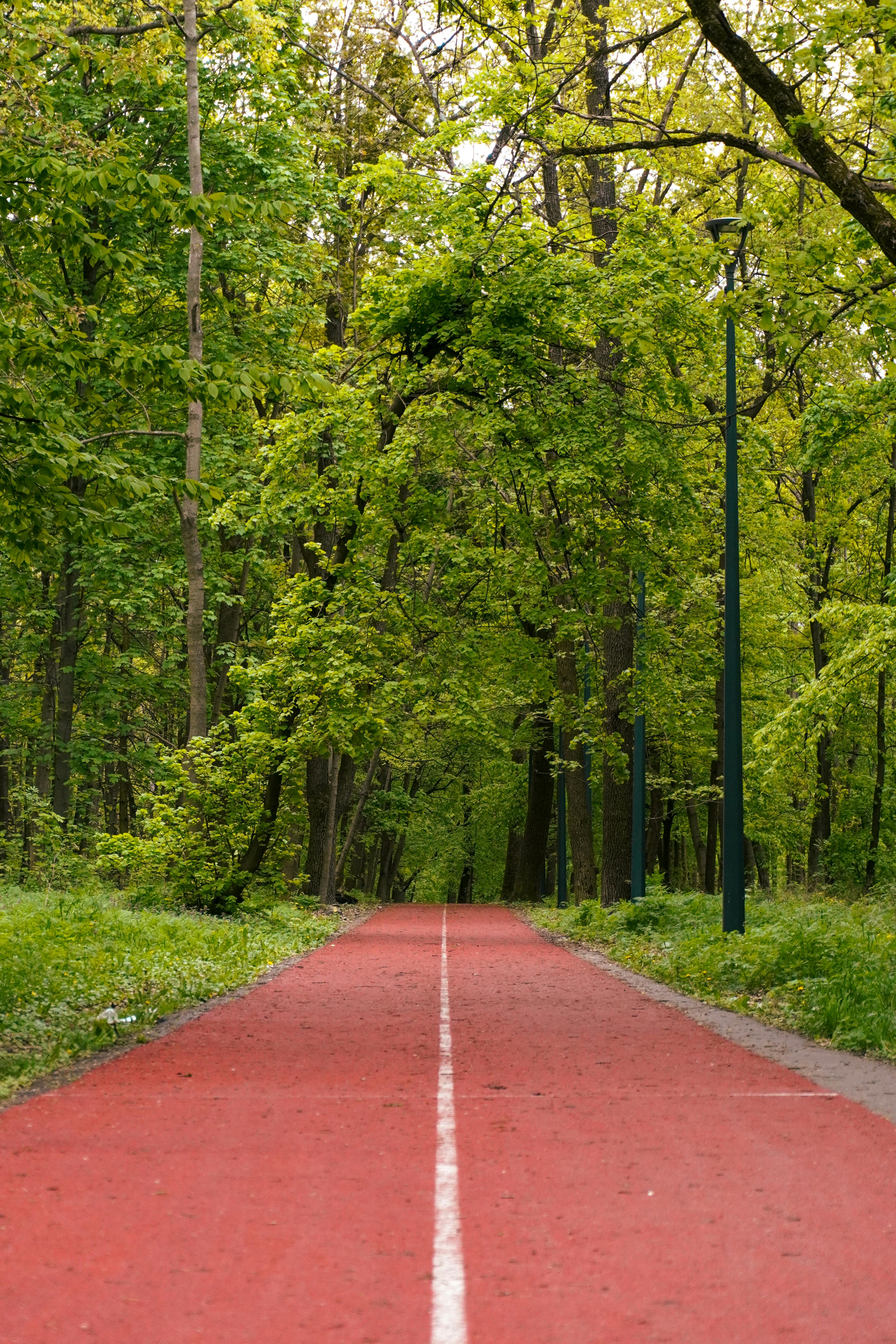 Peaceful running path through lush green forest in Kyiv, perfect for fitness enthusiasts and nature lovers.