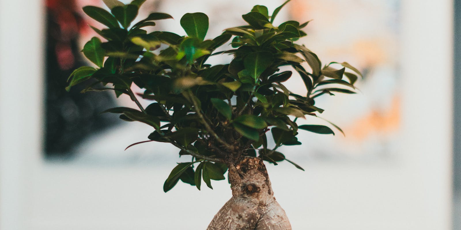 The image displays a ginseng ficus bonsai tree. A suitable alt text for this picture is: "A small, potted ginseng ficus bonsai tree with lush green leaves and a prominent, light-colored, gnarled trunk, set against a soft, blurred background.