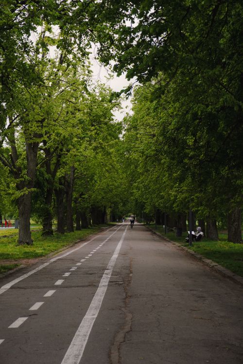 Free A serene park pathway lined with lush green trees during a spring day, perfect for walking or cycling. Stock Photo