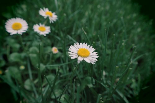 Free Gentle close-up of daisies in vibrant green grass, perfect for spring themes. Stock Photo