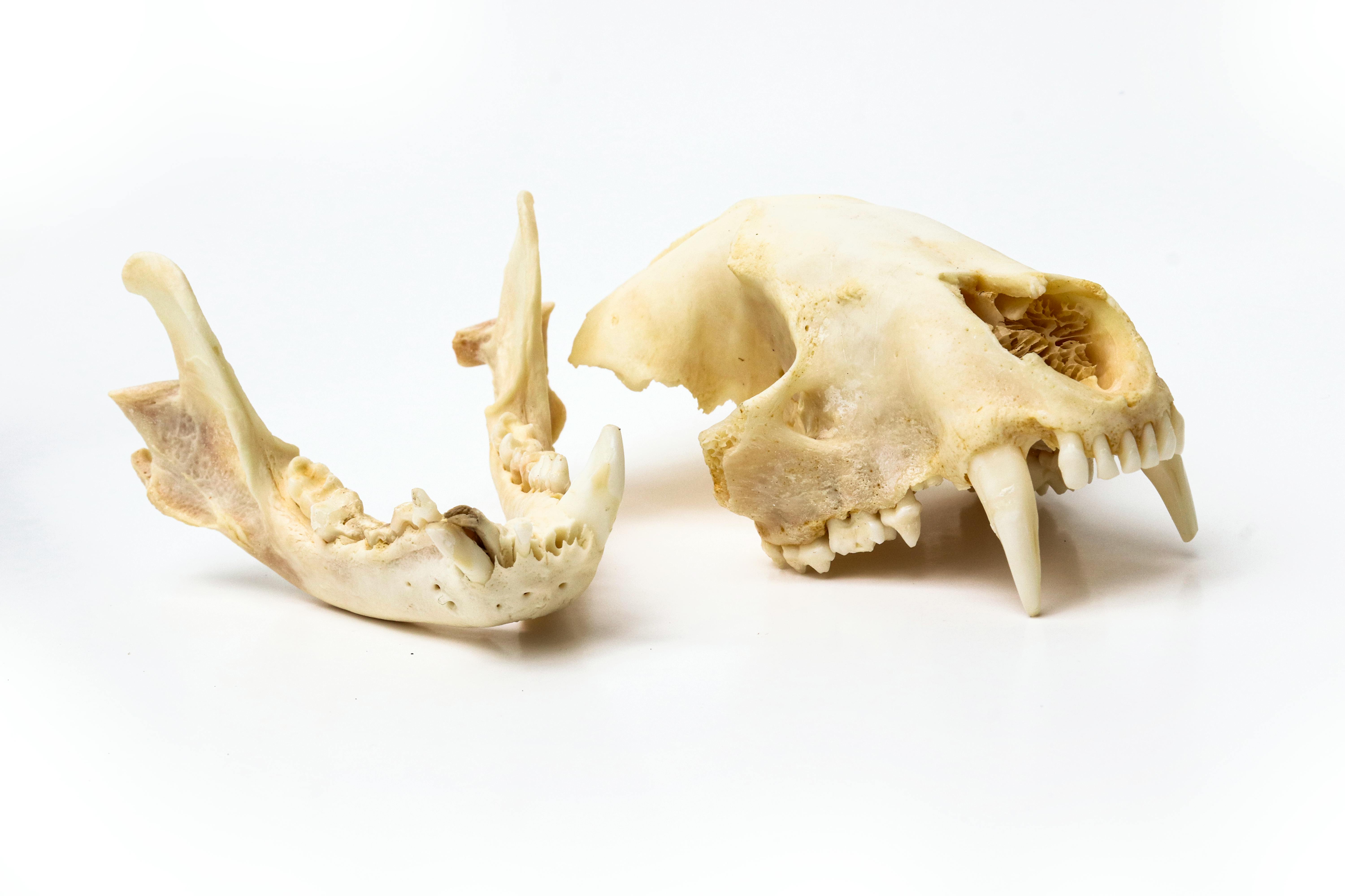 5 MINUTE VULVA ANATOMY VIDEO visual data 3