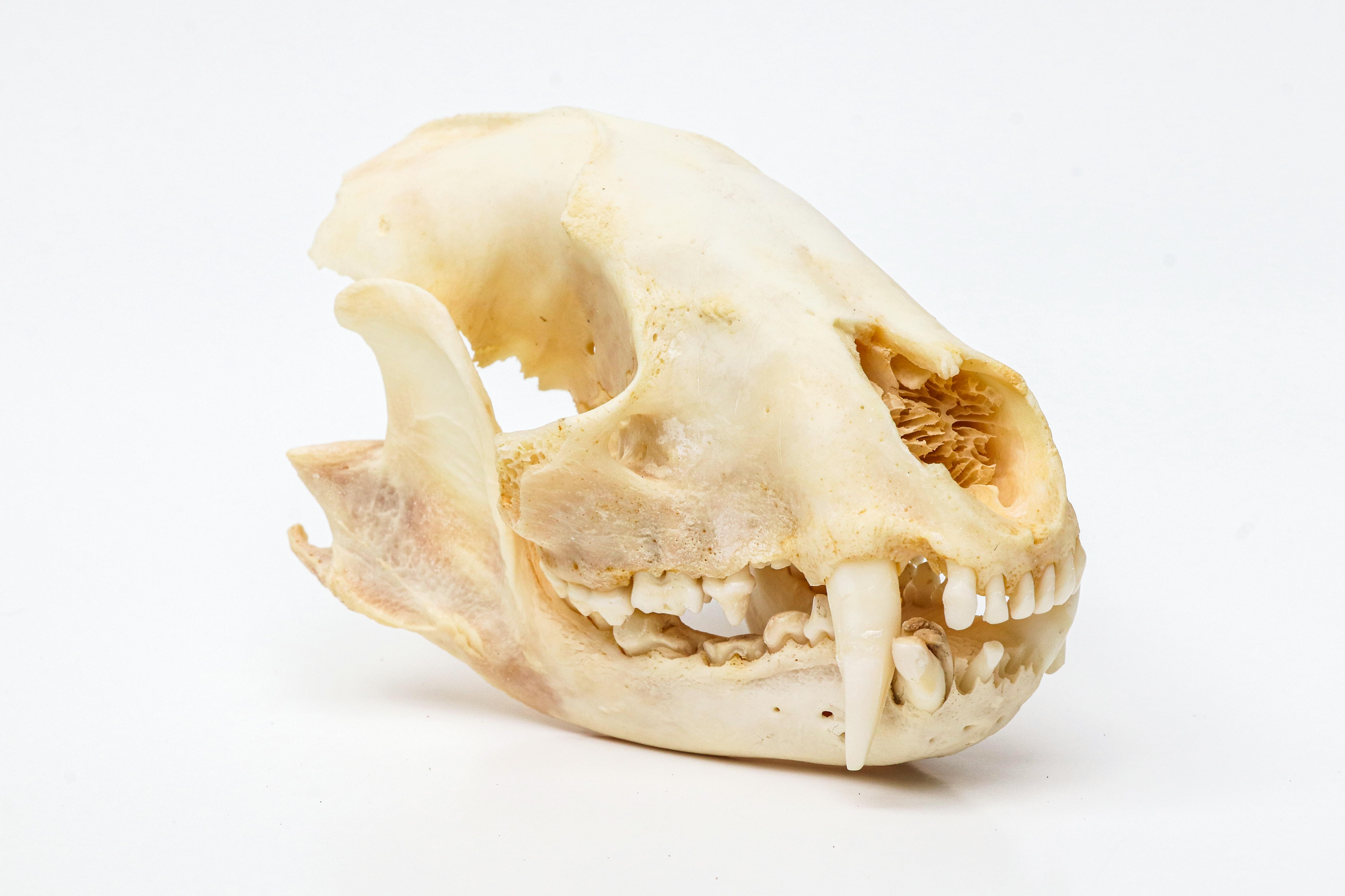 Creador del vodka: historia y curiosidades.