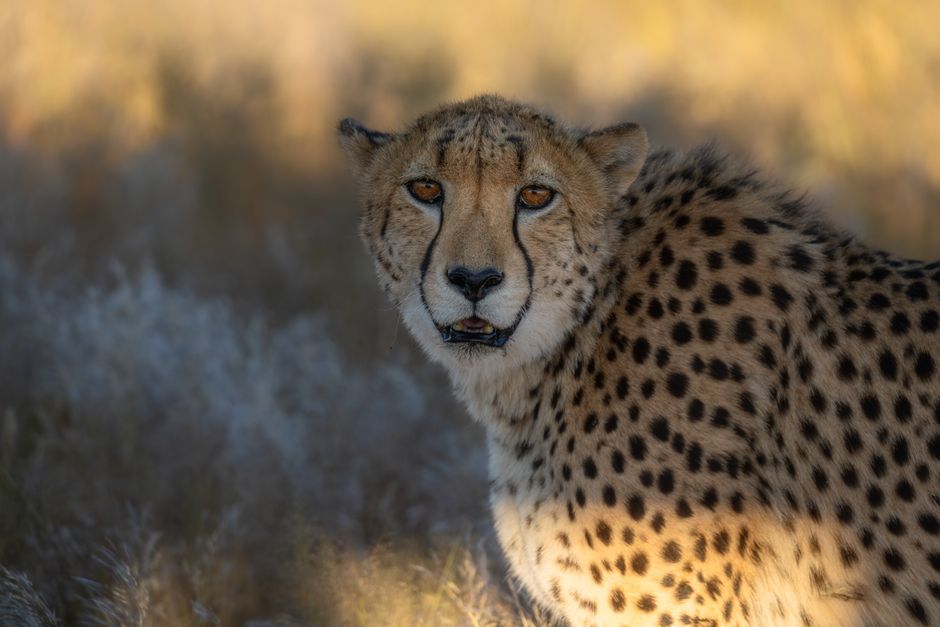 Close-up of a cheetah in Namibia's savannah during daytime, showcasing its spotted fur and alert expression.