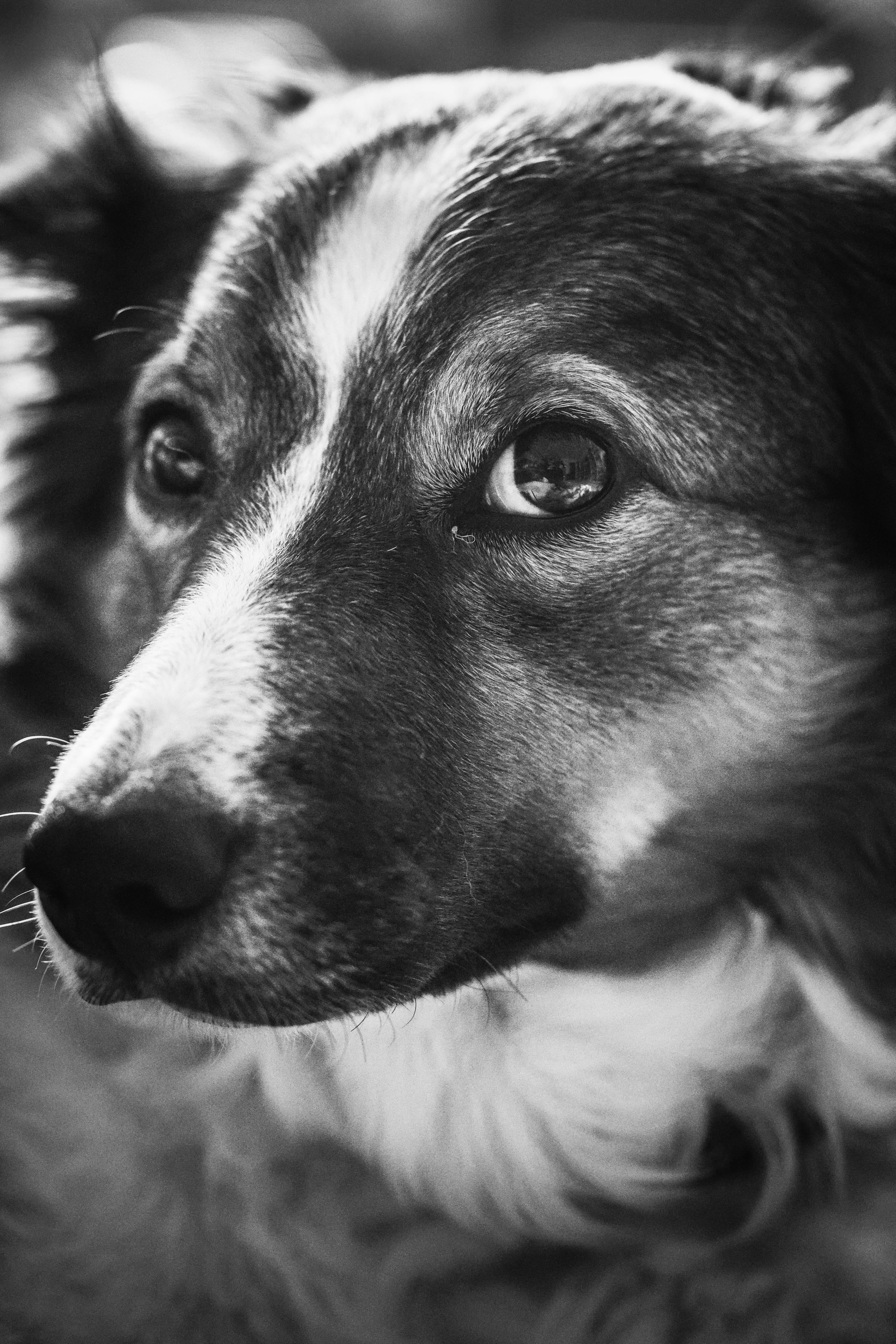 Dog X-Ray: What Conditions Can It Detect?