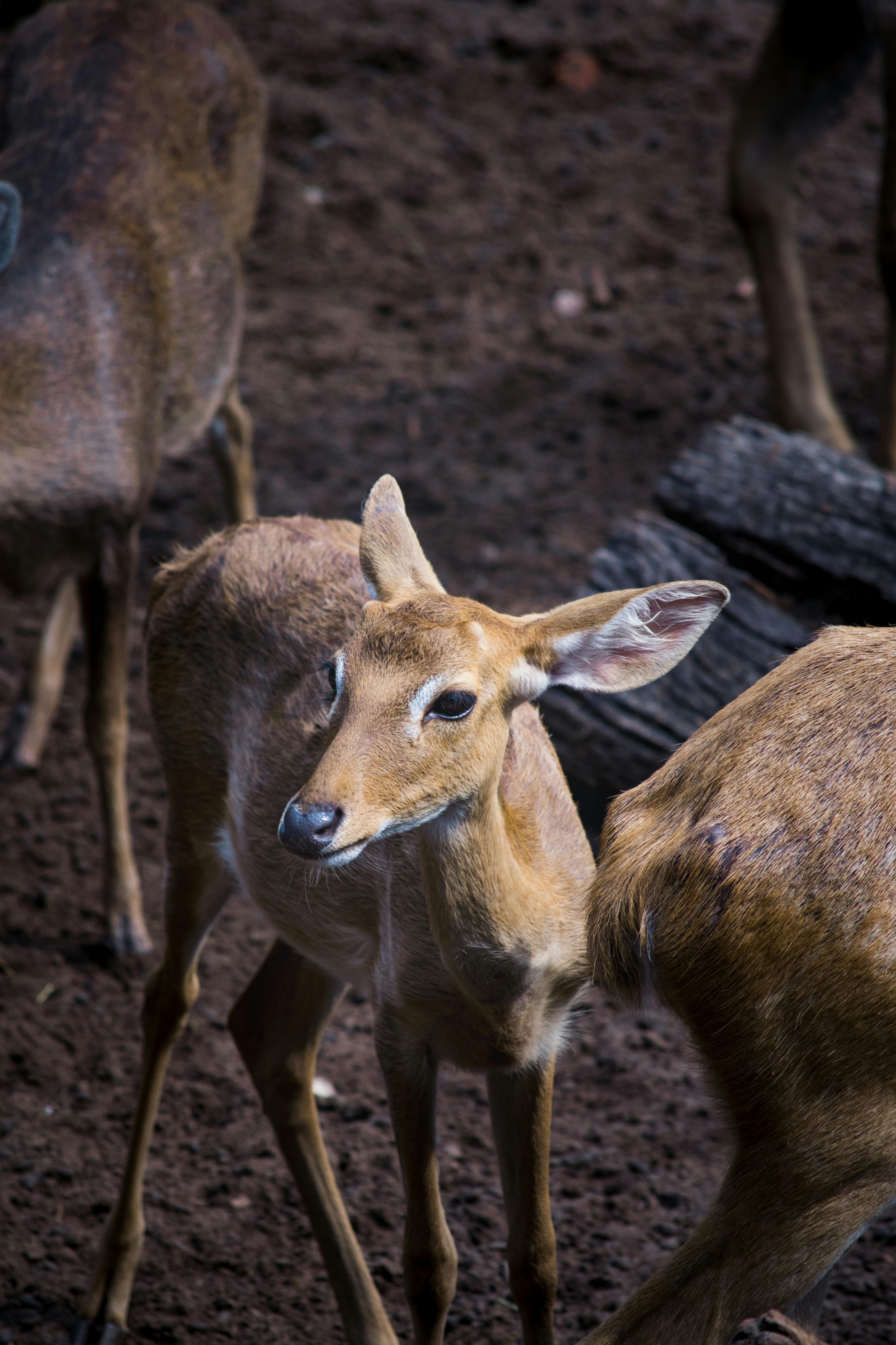 grátis Visão ampliada de um cervo jovem pastando pacificamente em uma floresta. Foto profissional