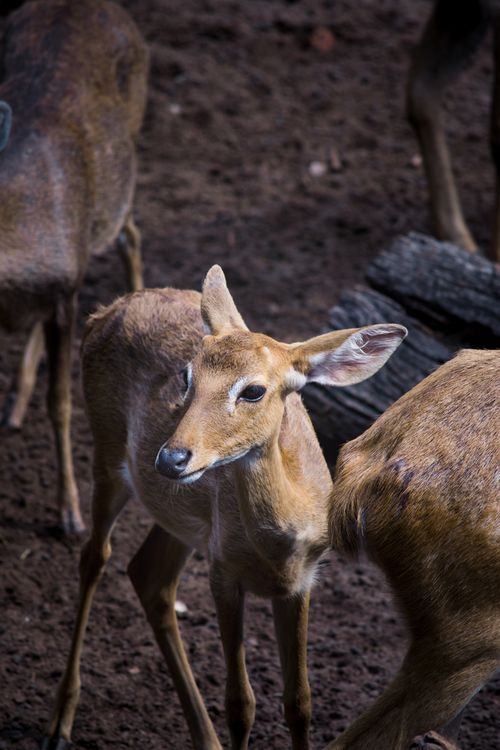 Free Close-up view of a young deer in a forest setting, grazing peacefully. Stock Photo
