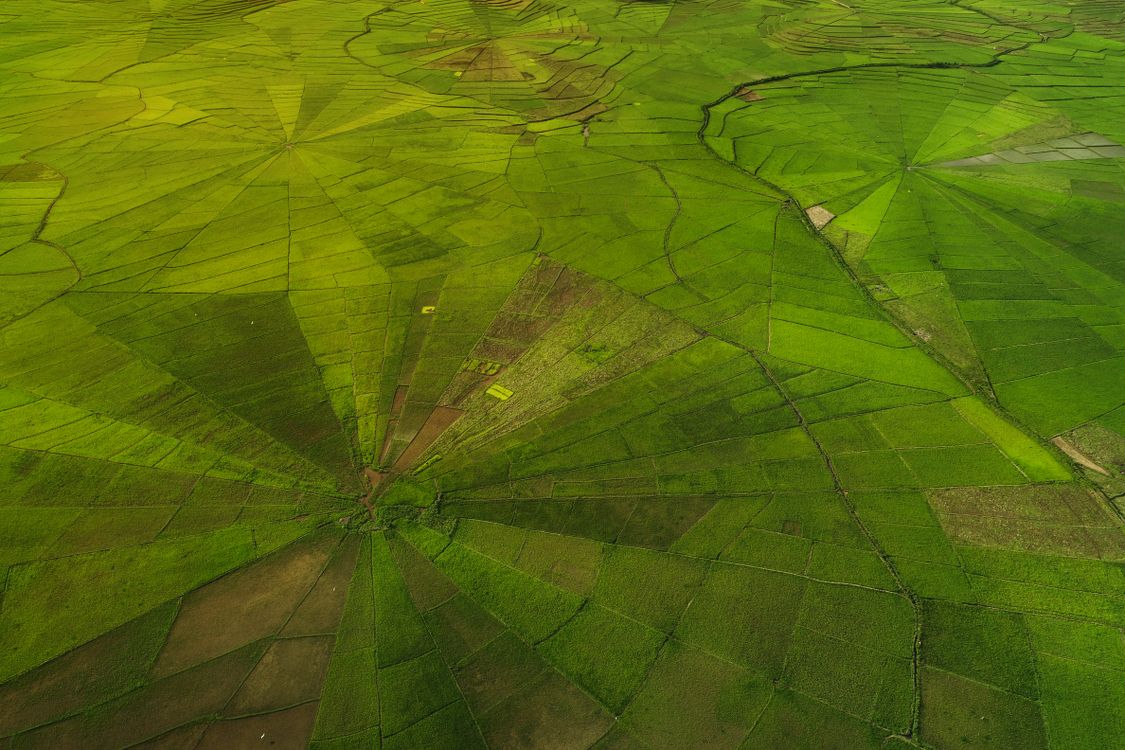 Aerial View of Lush Green Rice Fields in Flores · Free Stock Photo