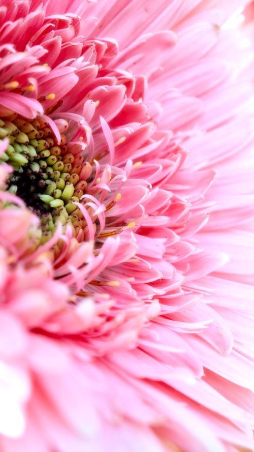 Free A detailed macro shot showcasing the intricate petals and textures of a pink gerbera daisy blossom. Stock Photo