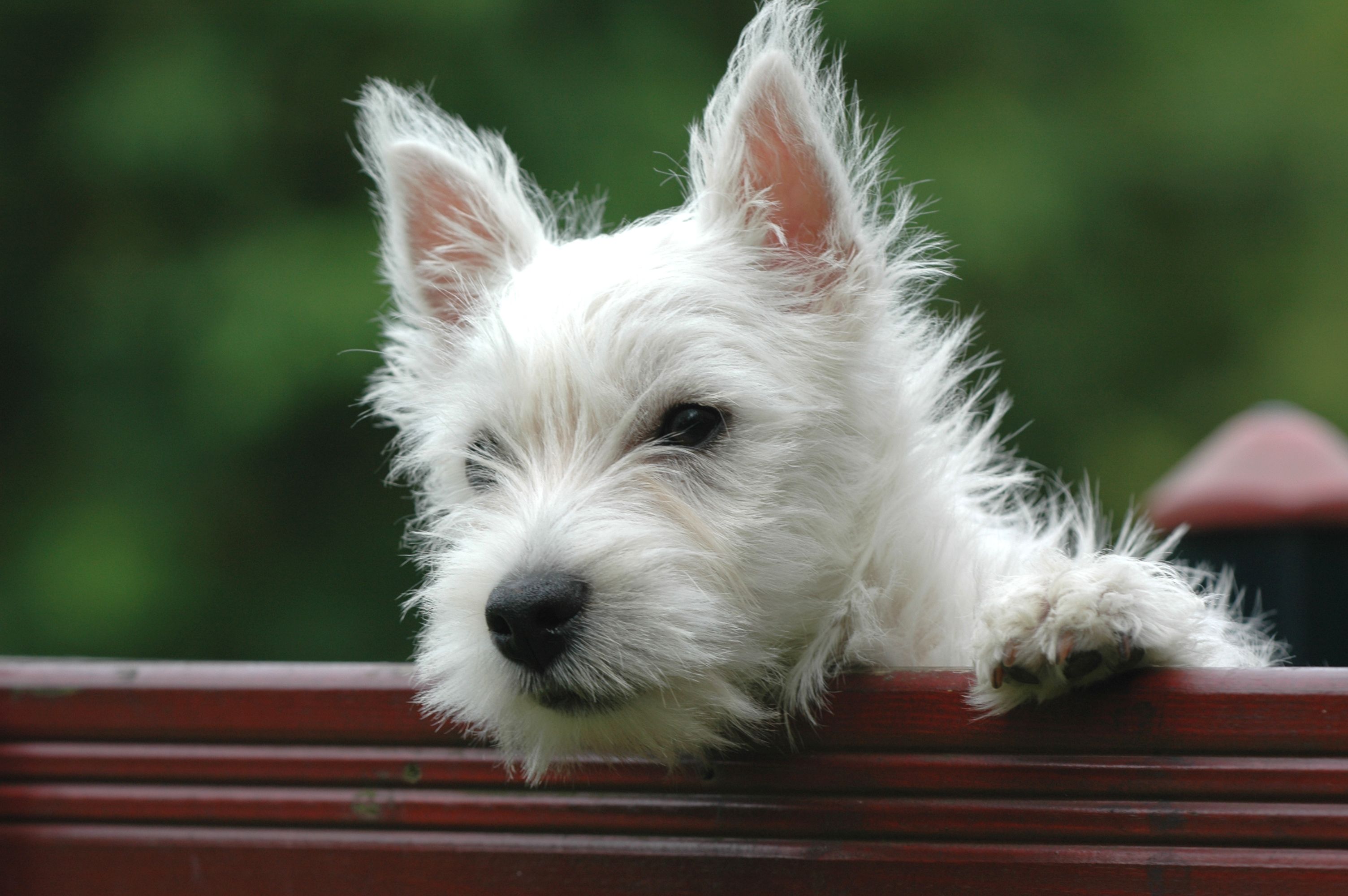 Is pet insurance worth it? New study reveals the real cost and value - New York Post — Photo by Luc   AVE on Pexels