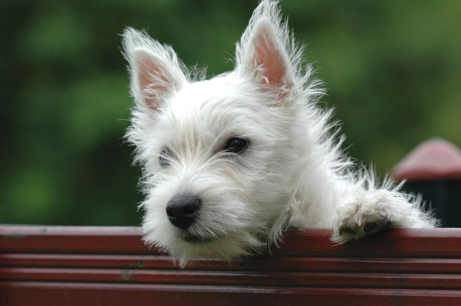 West Highland White Terrier puppy looking at the camera