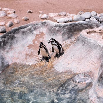 Two Humboldt penguins resting by a rocky pool in Callao Zoo, Peru.