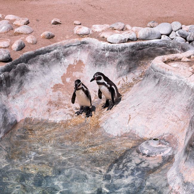 Two Humboldt penguins resting by a rocky pool in Callao Zoo, Peru.