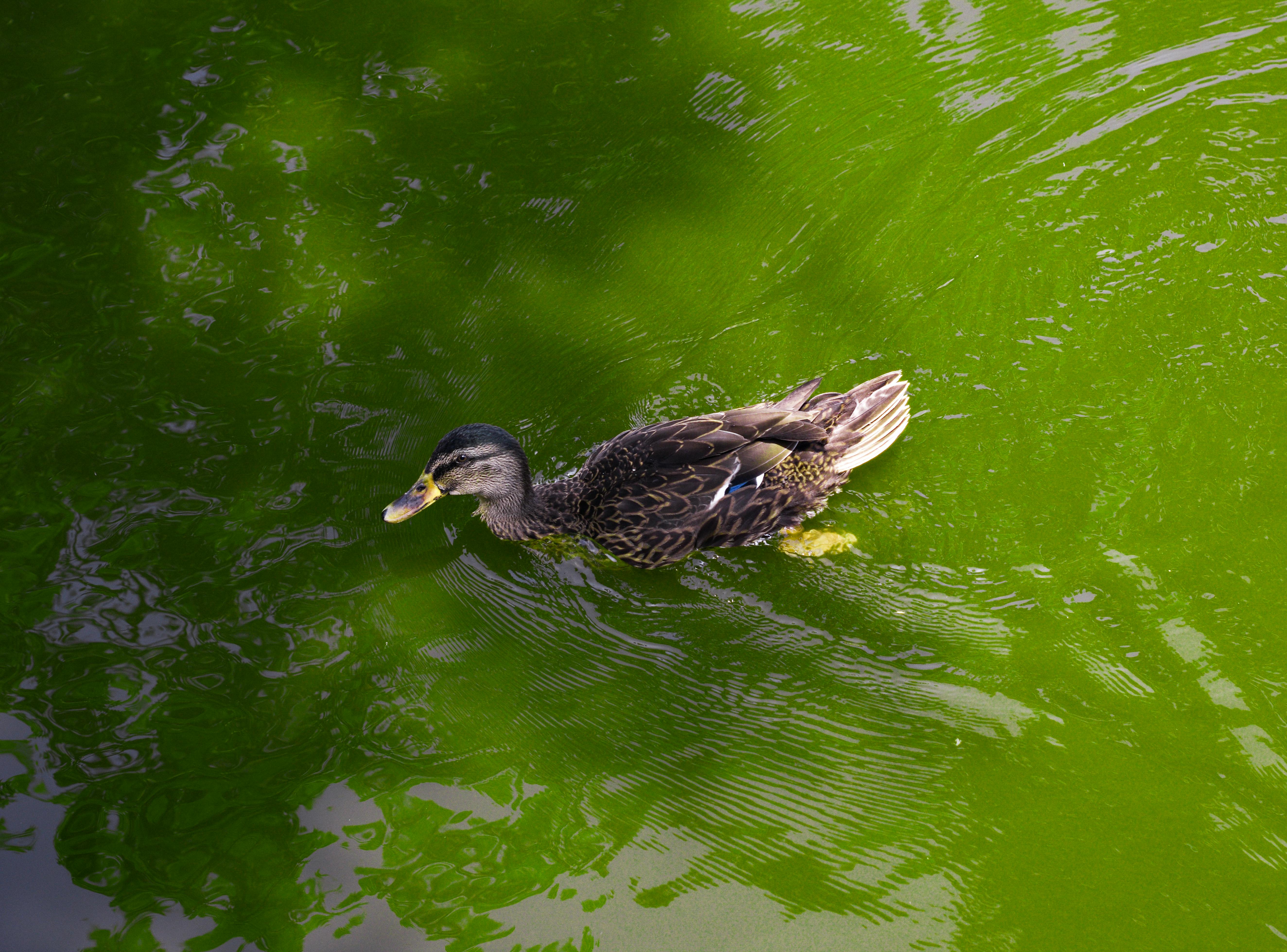 A lone duck gracefully glides across a vibrant green pond in Lima, Peru.