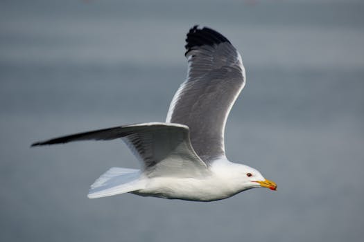 A detailed view of a seagull in mid-flight with a calm ocean background.