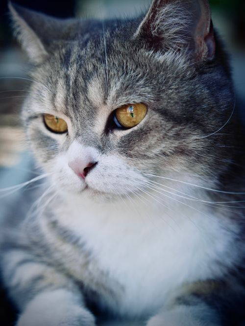 Free Gentle close-up portrait of a British Shorthair cat with golden eyes and gray fur. Stock Photo