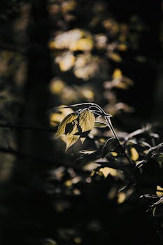 Close-up of sunlit leaves in a Hungarian forest, showcasing natural beauty.