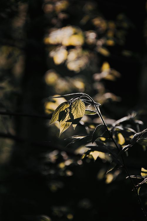 Free Close-up of sunlit leaves in a Hungarian forest, showcasing natural beauty. Stock Photo