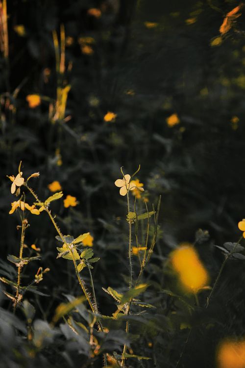 Free Close-up of delicate yellow wildflowers in a lush green field in Hungary during evening light. Stock Photo