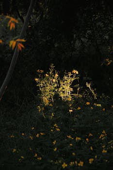 Golden sunlight illuminating wildflowers in a tranquil Hungarian forest setting.