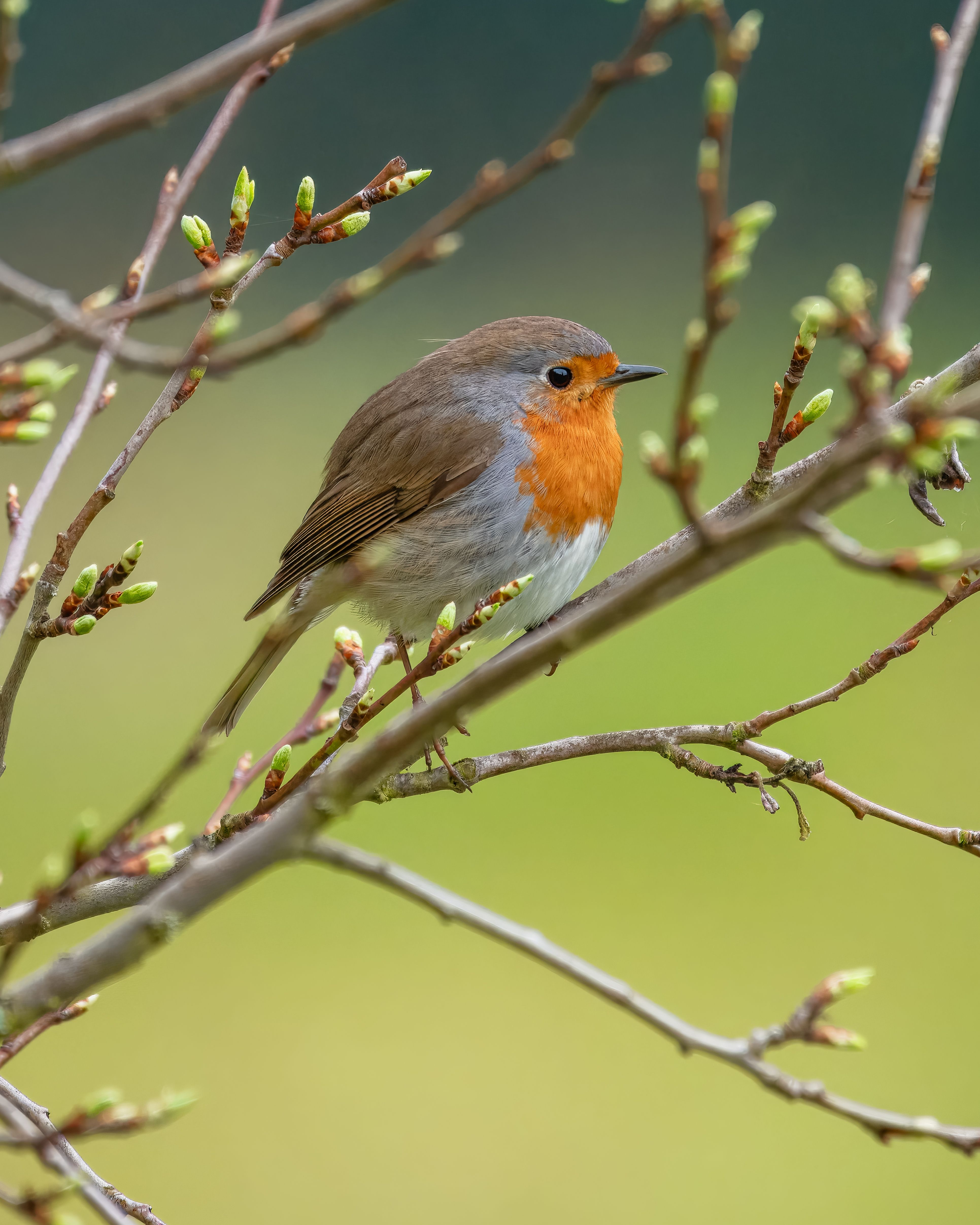 Bird Watching For Beginners