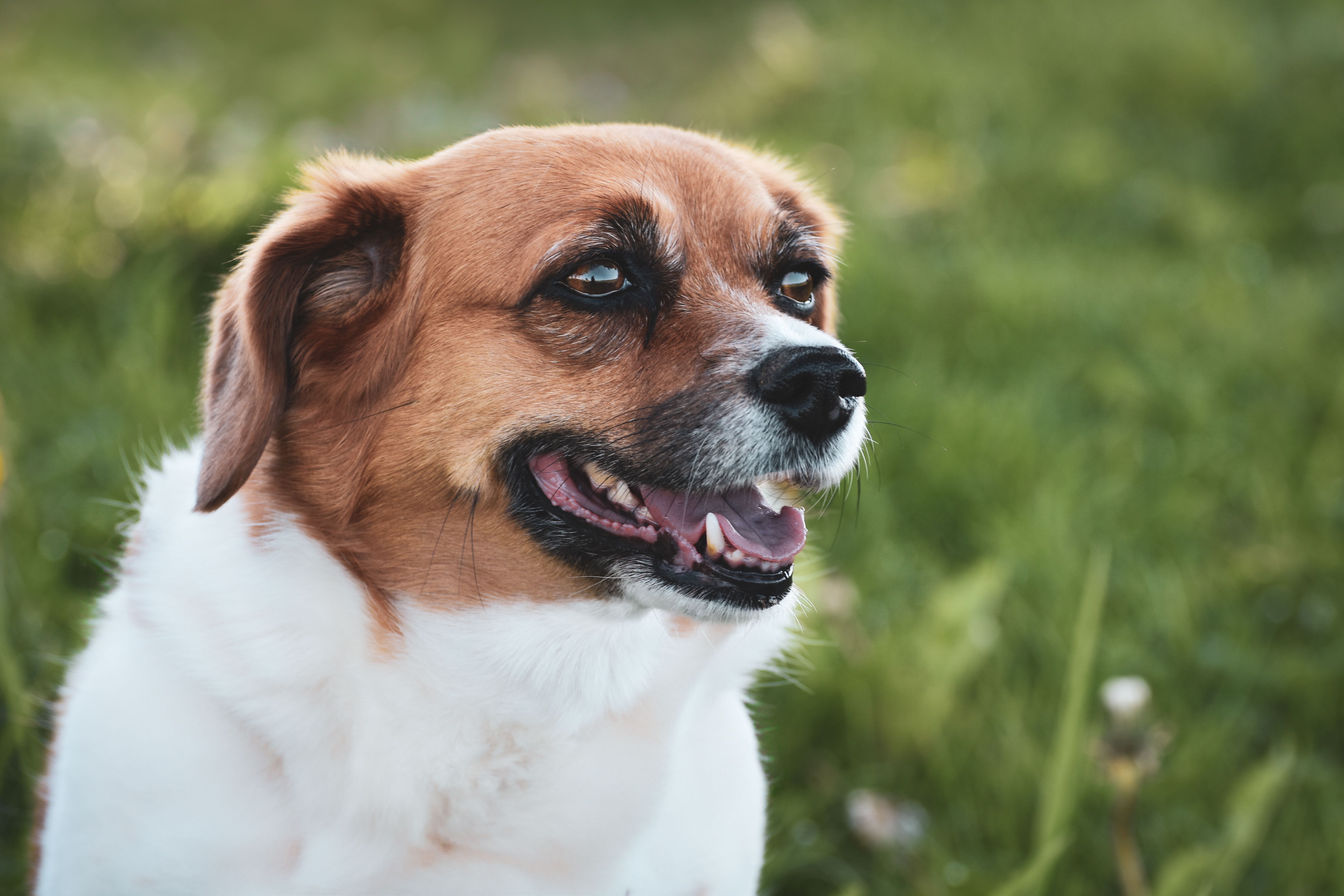 A portrait of a happy mixed breed dog enjoying a sunny day outdoors.