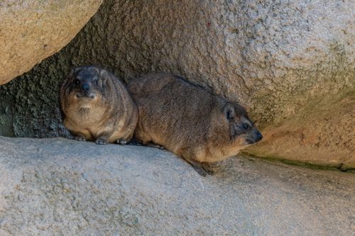 Free Two rock hyraxes relaxing on a rocky surface, showcasing their natural habitat and behavior. Stock Photo