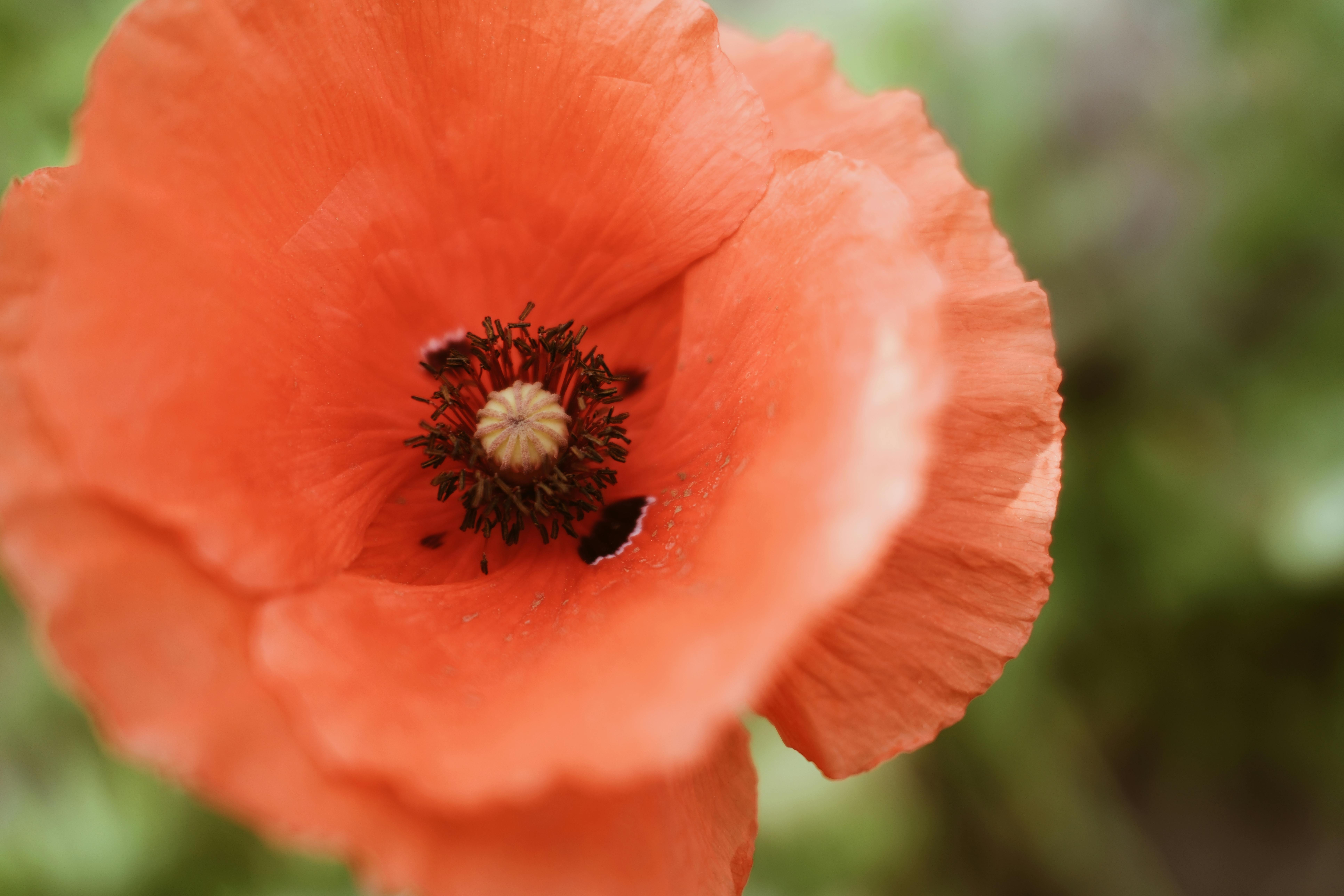 Gratis lagerfoto af årlig plante, årstidsbestemt, blødt fokus Lagerfoto