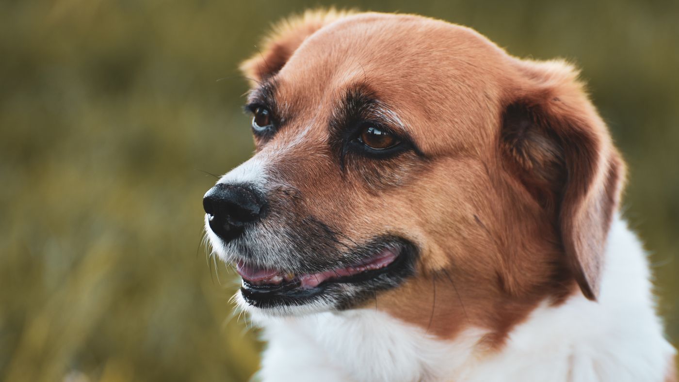 Getting a Dog When You Have Allergies: The Actual Decision Process