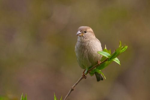 Free Close-up of a sparrow resting on a branch with green leaves in Brugge, Belgium. Stock Photo