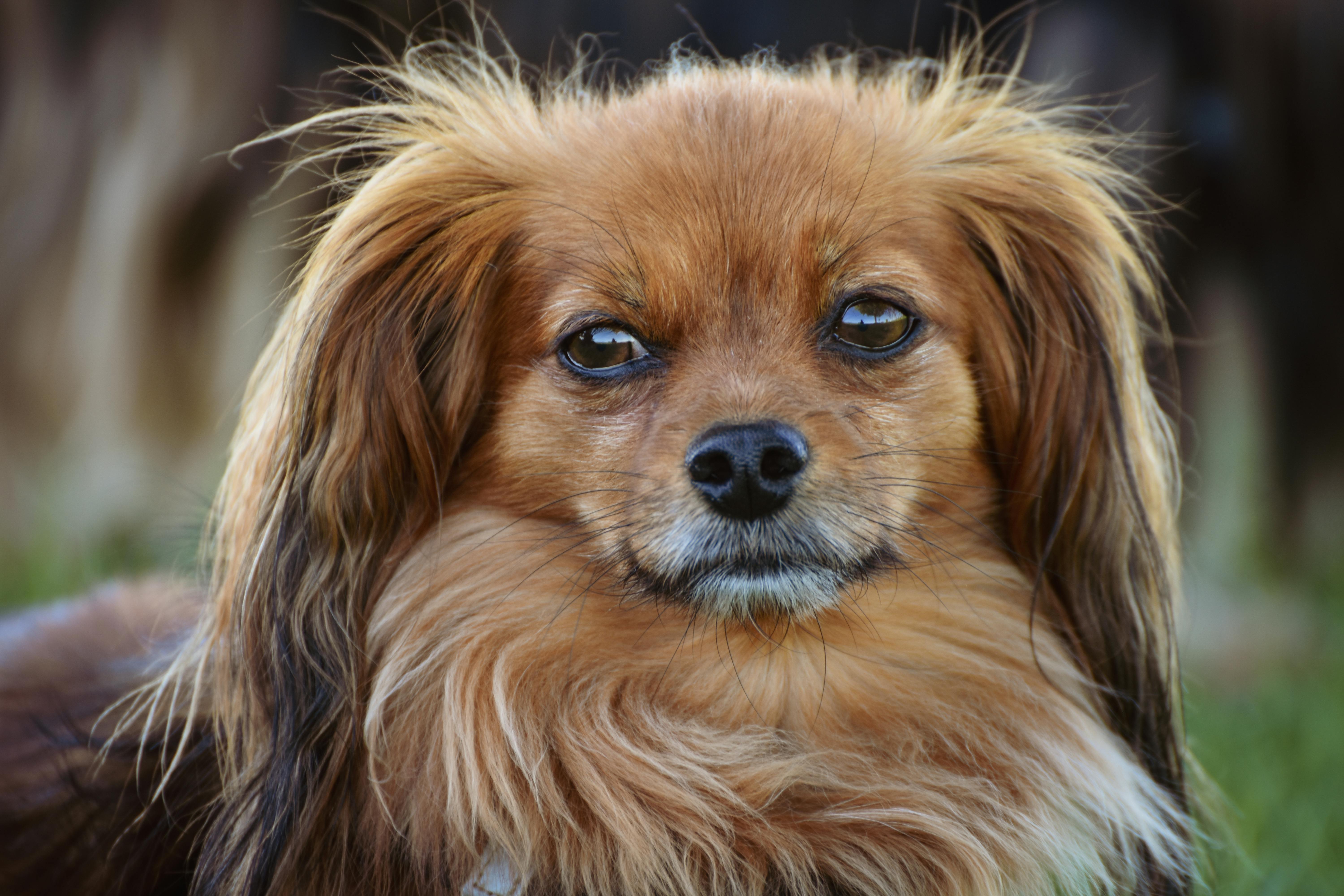 long-haired chihuahua lhasa apso mix puppy