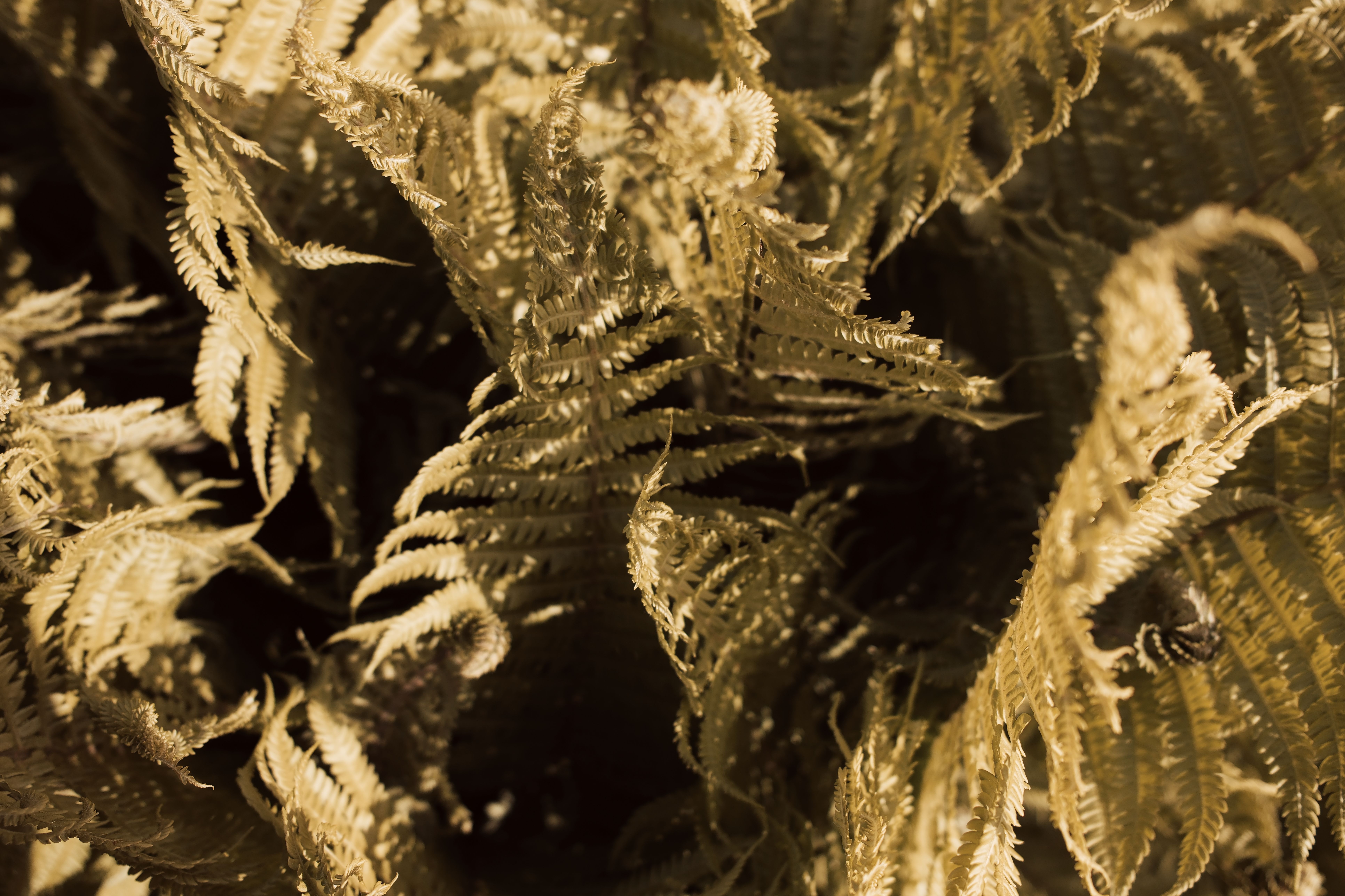 Detailed shot of sunlit fern leaves, showing intricate patterns.