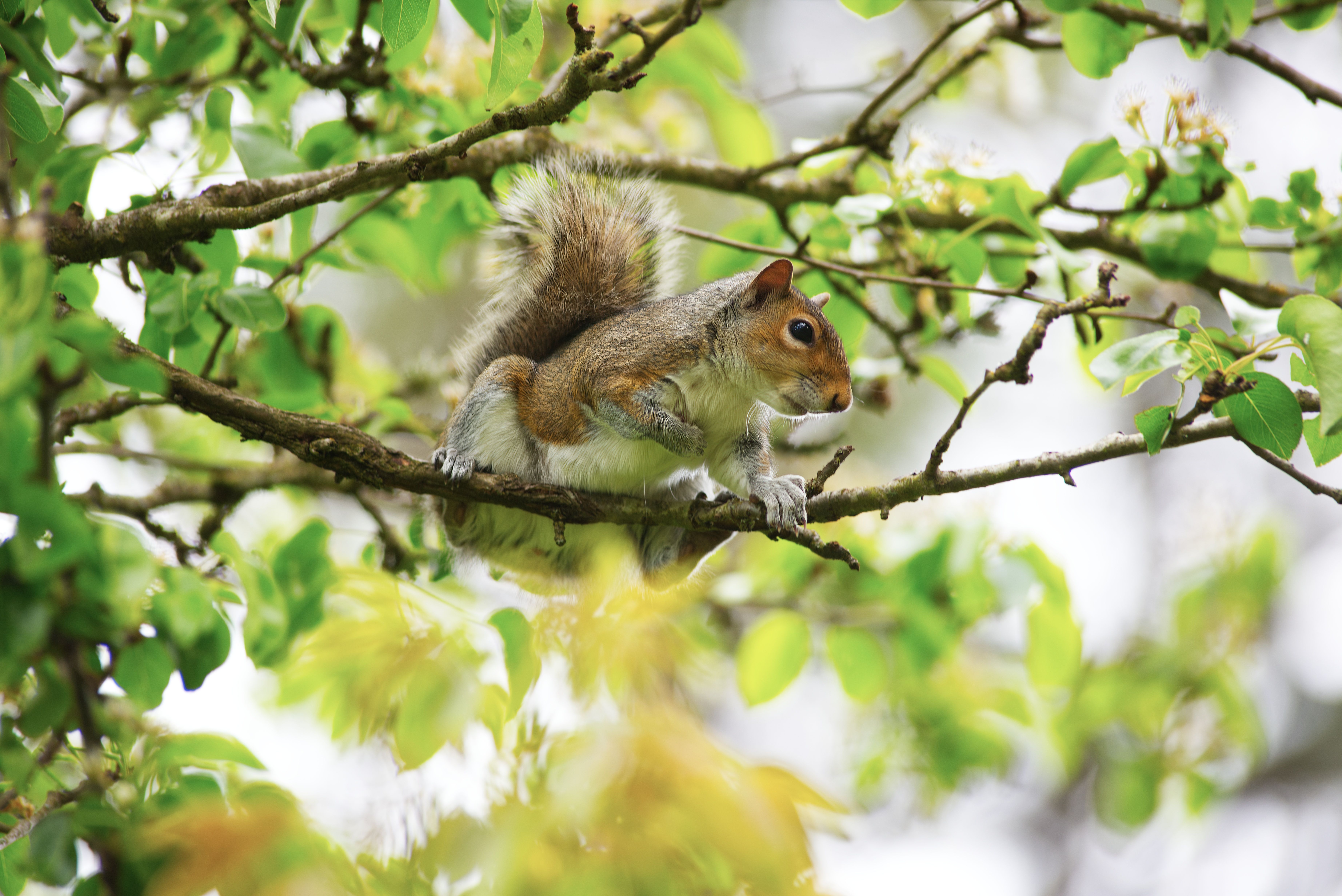 Gray Squirrel on a Tree Branch in Lush Spring Foliage · Free Stock Photo