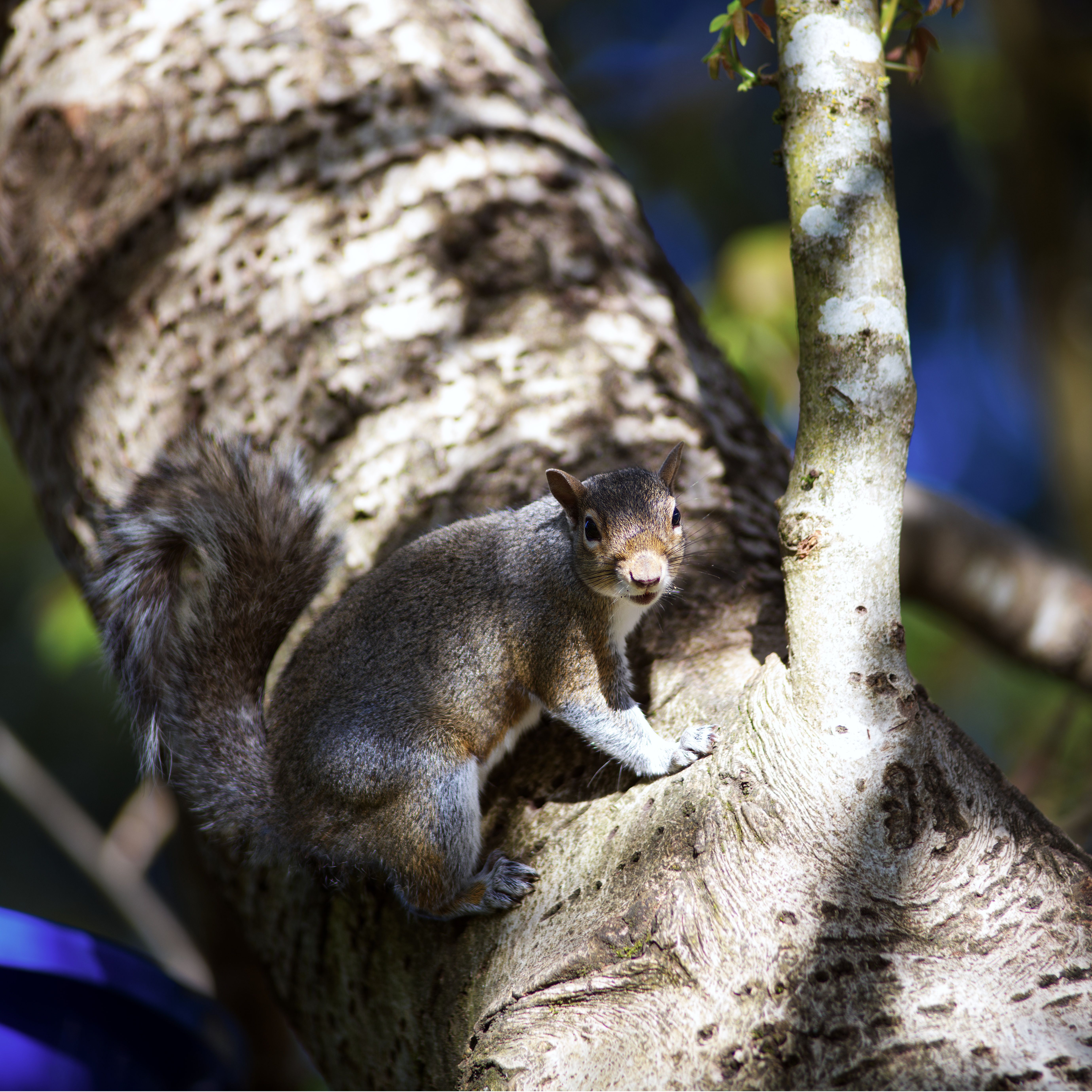 Selective Focus Photography of Sleeping Monkey on Branch · Free Stock Photo