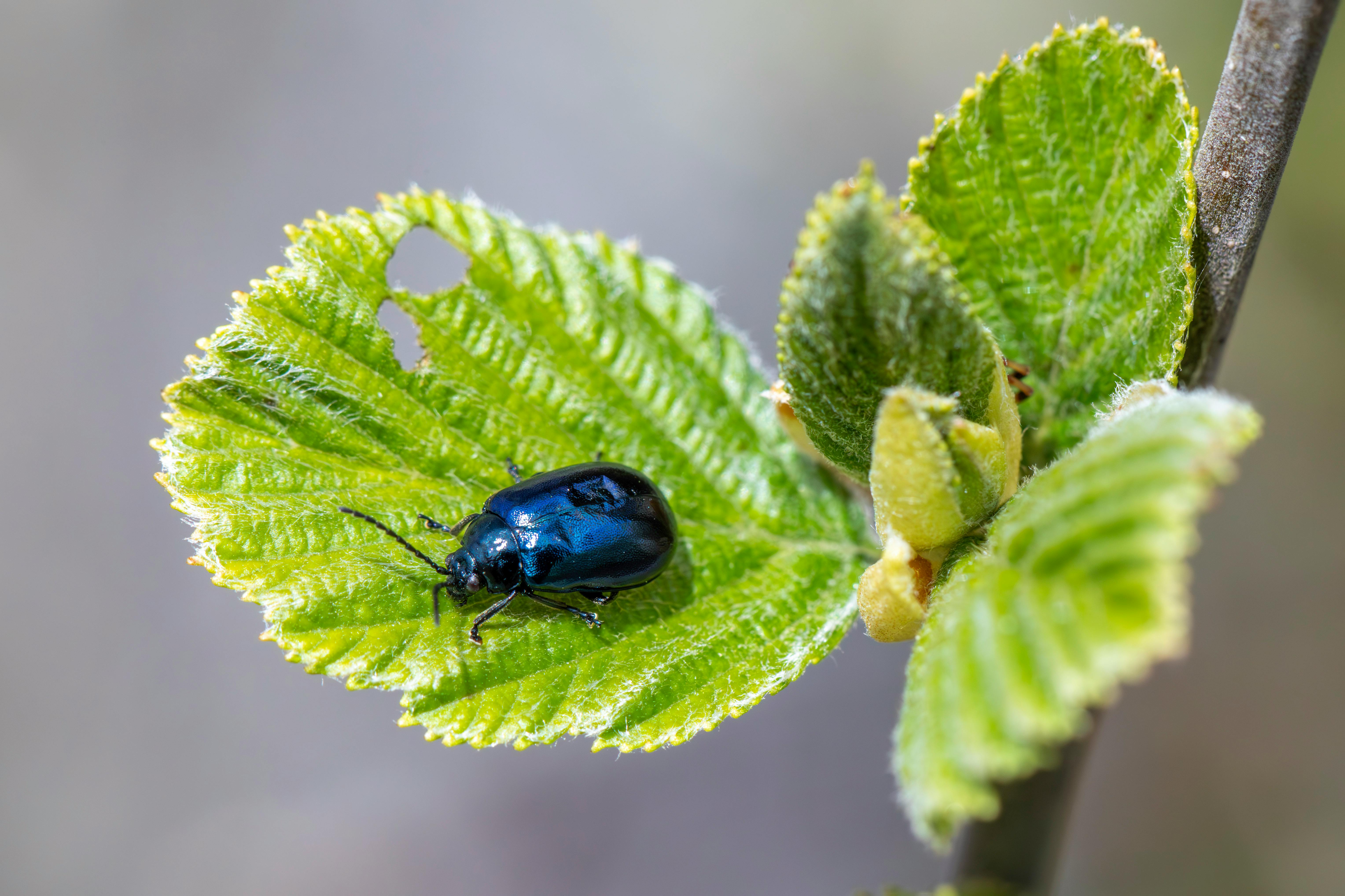 Close-up macro image of an alder leaf beetle on a green leaf, showcasing vivid colors and textures.