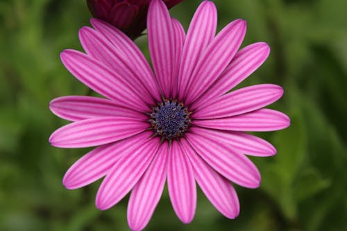 無料 ピンクの花が屋外に咲くのクローズアップ 写真素材