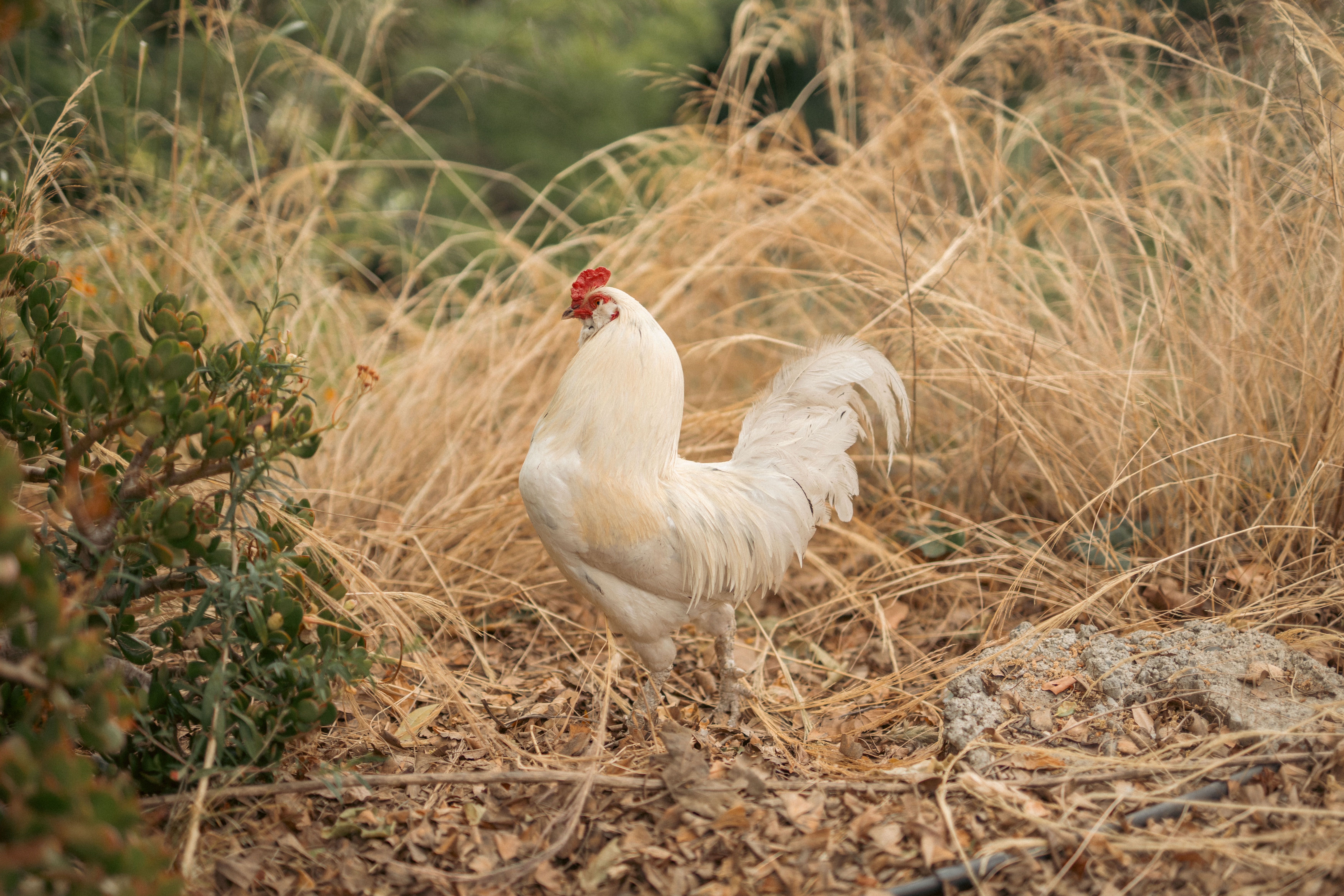 A rescued rooster resting in a dry cardboard box beside a thermometer on a cold winter morning