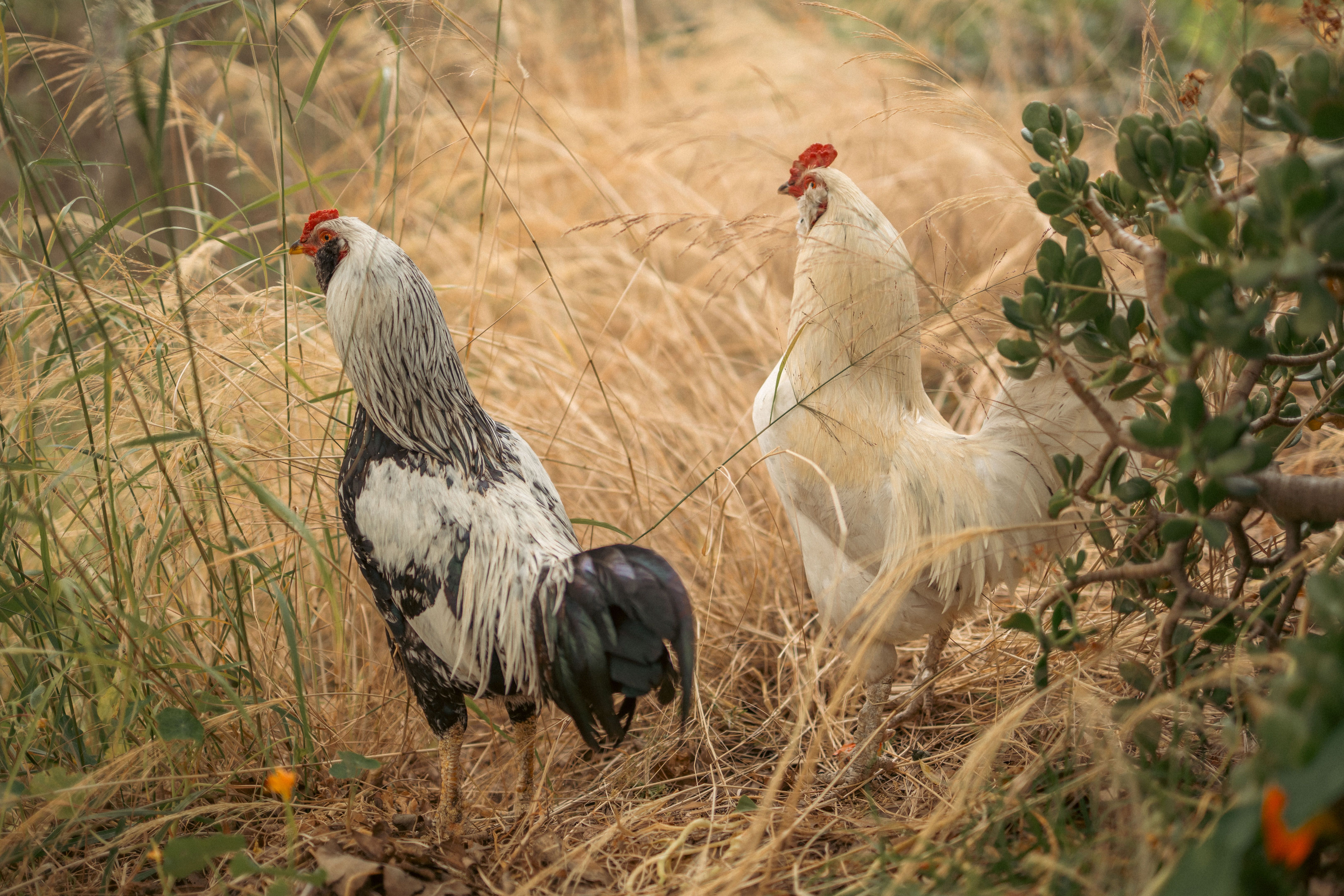 Roosters Standing in Natural Grassy Field · Free Stock Photo