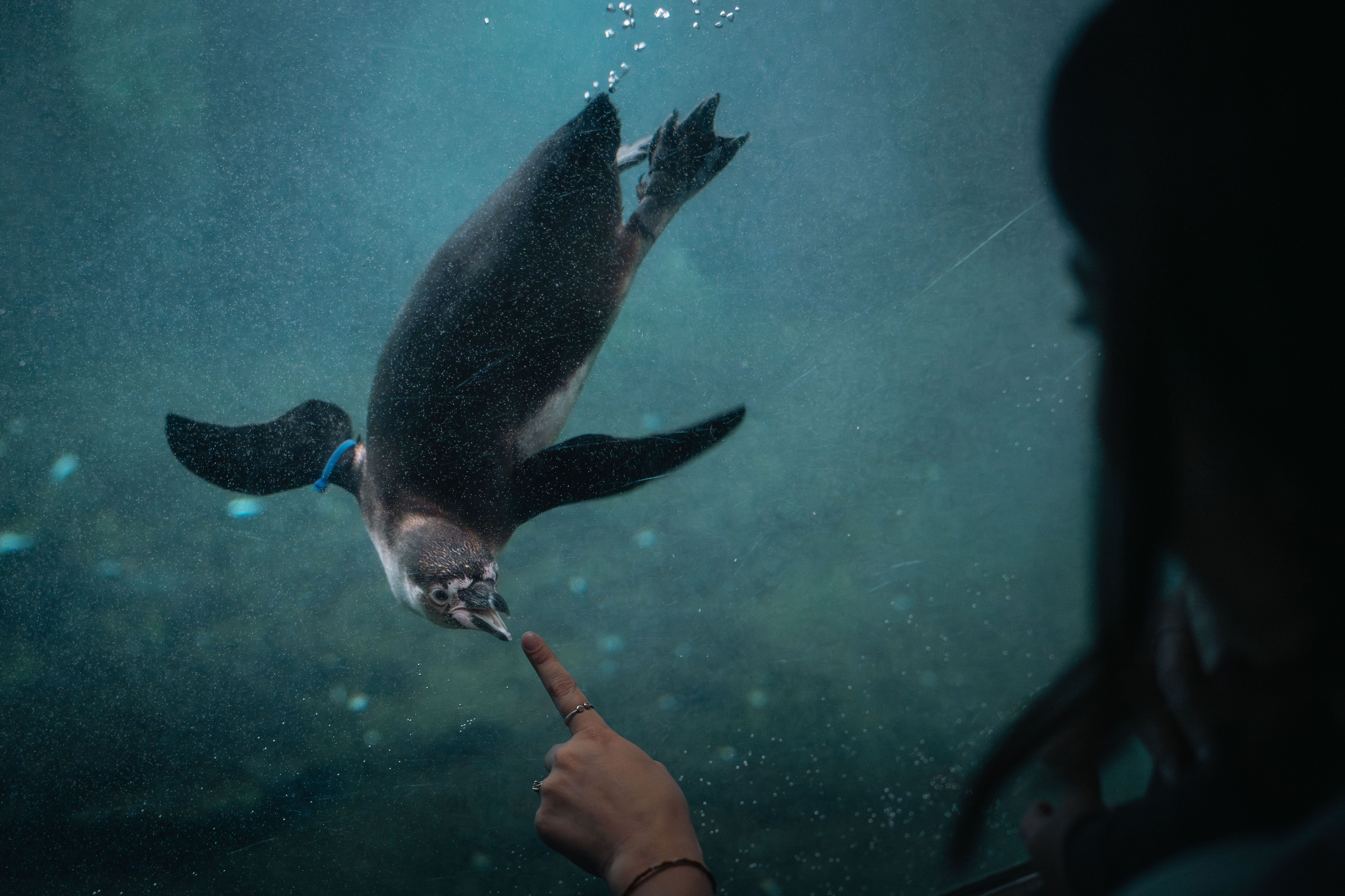 Penguin Experience