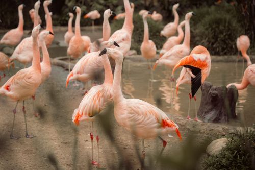 Free A beautiful group of flamingos gathered around a calm pond in the wild. Stock Photo