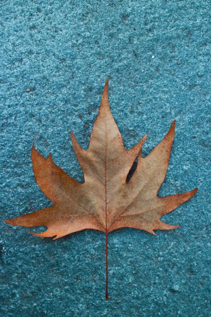 A detailed view of a dried maple leaf on a blue textured background, showcasing nature's autumn colors.