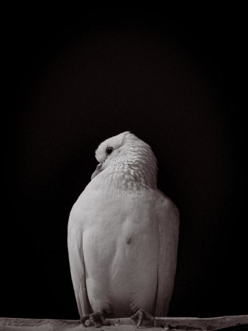 Free Striking monochrome portrait of a dove against a dark background, showcasing elegance and grace. Stock Photo