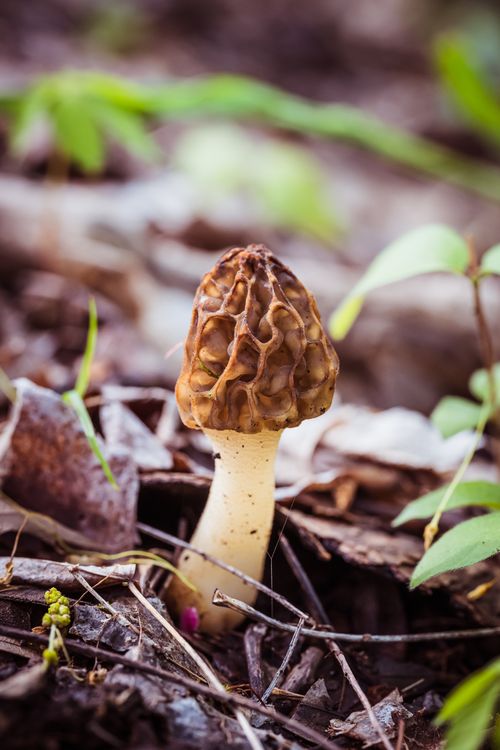 Morchella esculenta emerging in spring