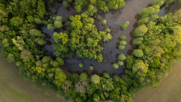 Stunning aerial shot of vibrant green wetlands surrounded by forests during golden hour.