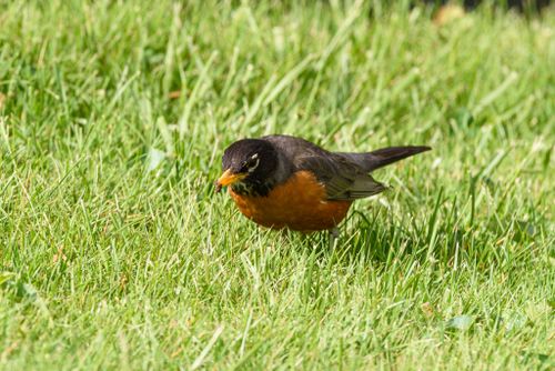 Free An American Robin (Turdus migratorius) foraging in green grass. Stock Photo