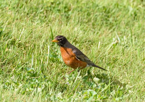 Free Close-up of an American Robin standing on green grass under natural daylight conditions. Stock Photo